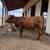 Highland Cattle 4 thumbnail
