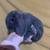 Holland lops 11 thumbnail