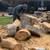 TREE , PALM TREE , STUMP REMOVAL AND HAULING SERVICES  (Bay Area) 4 thumbnail