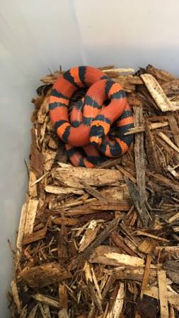 Tangerine Honduran Milk Snake 1