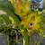 Yellow Dragon Fruit 1 thumbnail
