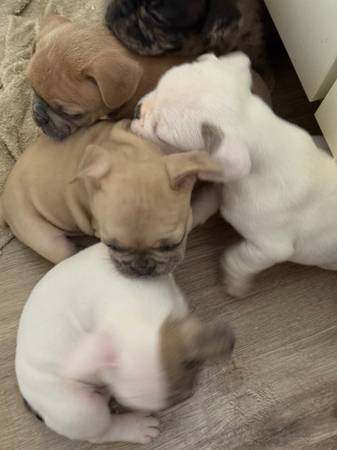 Cachorros de Bulldog Francés de sangre completa64146956352899121
