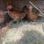 Bantam Pairs 2 thumbnail