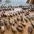 Duck/Goose Decoys & Accessories 1 thumbnail