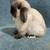 Holland Lop Rabbits 4 thumbnail
