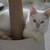kittens 5 thumbnail