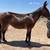 Mule 1 thumbnail