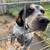 Bluetick coonhound 2 thumbnail