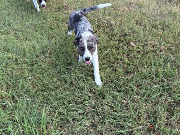 Aussie/BorderCollie
