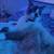 MISSING CAT 5 thumbnail