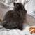 Lionhead Bunnies 3 thumbnail