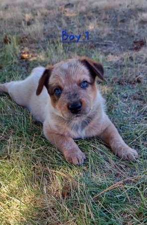 Heeler puppies63761970801539122