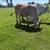 cattle herd 12 thumbnail