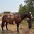 Quarter Horse Gelding 2 thumbnail