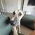 Large White German Shepherd 3 thumbnail