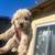 Golden doodle 1 thumbnail