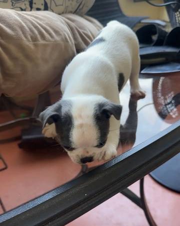 Lindos cachorros (Kendal)64141766660226123