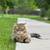 FOUND!   Gray Tabby Cat - Piper 4 thumbnail