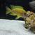 Aquarium fish 2 thumbnail