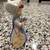 Lil Nuns - Nun Feeding Dog Figurine 2 thumbnail