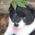 Border Collie Austrailian Shepards (Border Aussie) 2 thumbnail