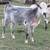 Roan heifer 1 thumbnail