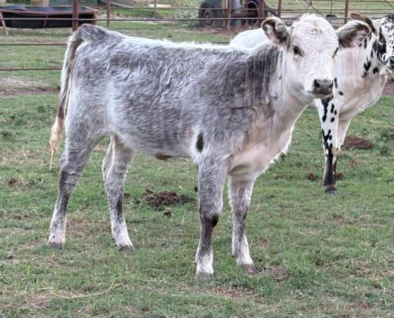 Roan heifer 1