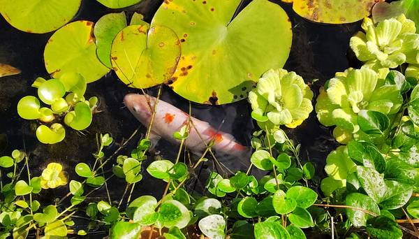 Beautiful White & Orange Koi - Last One! 1