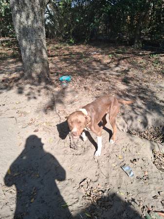 Free read nose pitt 1