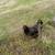 Chickens 4 thumbnail