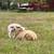 Sheep - Katahdin 11 thumbnail