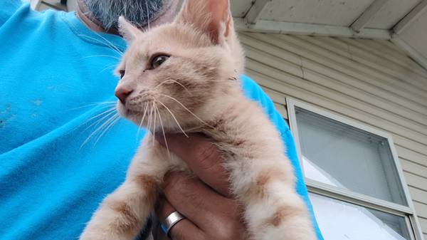 Kitten available63738144197379121
