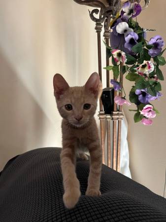 2 Kittens looking to be adopted. 4 month old males. (Coachella)63920646160770122