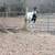 Tennessee Walker-Mare 1 thumbnail