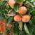 Fuyu Persimmons 13 thumbnail
