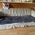 Couch with pull out bed 1 thumbnail