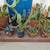 A beautiful Desert Garden Oasis can be yours. 5 thumbnail