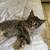 Kittens rehome 2 thumbnail