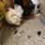 Serama Show Grade Chickens 14 thumbnail