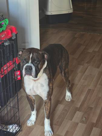 Macho boxer de raza pura con pelaje atigrado (Manchester)63897442831491120
