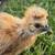 14 silkie chickens 7 thumbnail