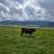 Black angus bull 1 thumbnail