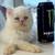 Persian baby's 2 mons  price 700 6 thumbnail