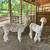 Gentle Mini Alpacas 4 thumbnail