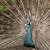 Peafowl Peacocks Peahens! 16 thumbnail