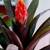 Green healthy plant in a ceramic pot, 5 thumbnail