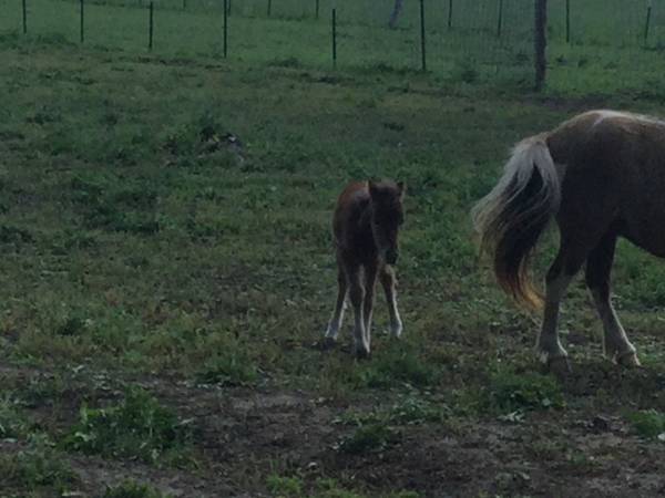 Miniature Horse 1