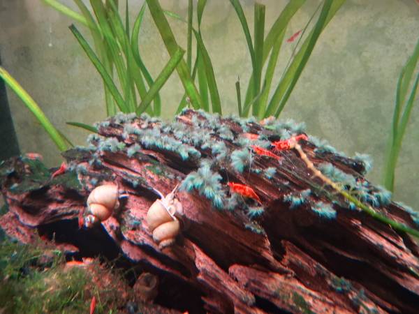 Aquarium Shrimp (Gilbert)63967288753283120