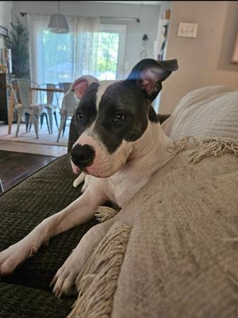 Daisy- pitbull (Conroe)63859314172035120
