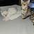 Snow Bengal Kittens 8 thumbnail